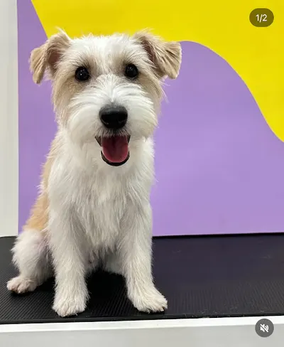 LAMPART STUDIO grooming pielęgnacja zwierąt psi fryzjer